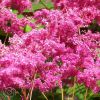 Filipendula Purpurea